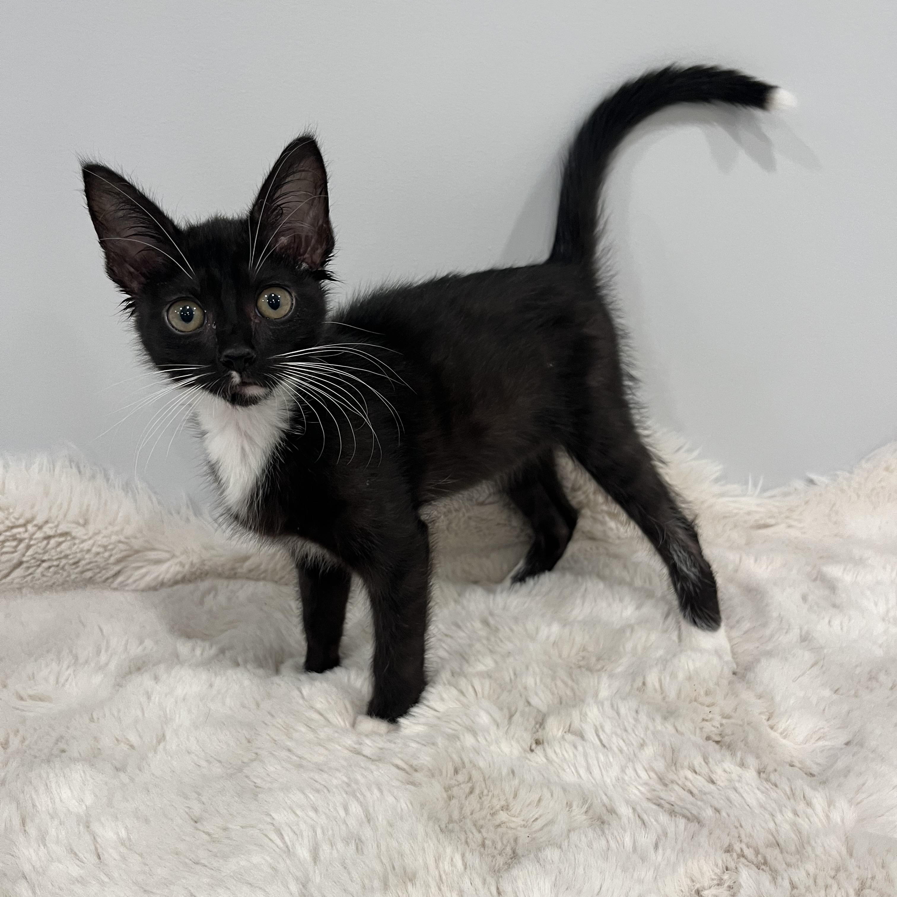 Enlarge Sophie, a Adoptable Domestic Short Hair in Chicago, IL image 3/3