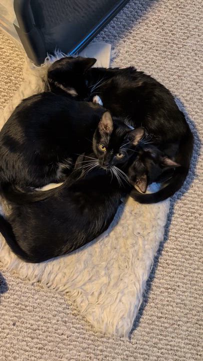 Enlarge Sophie, a Adoptable Domestic Short Hair in Chicago, IL video 4/6