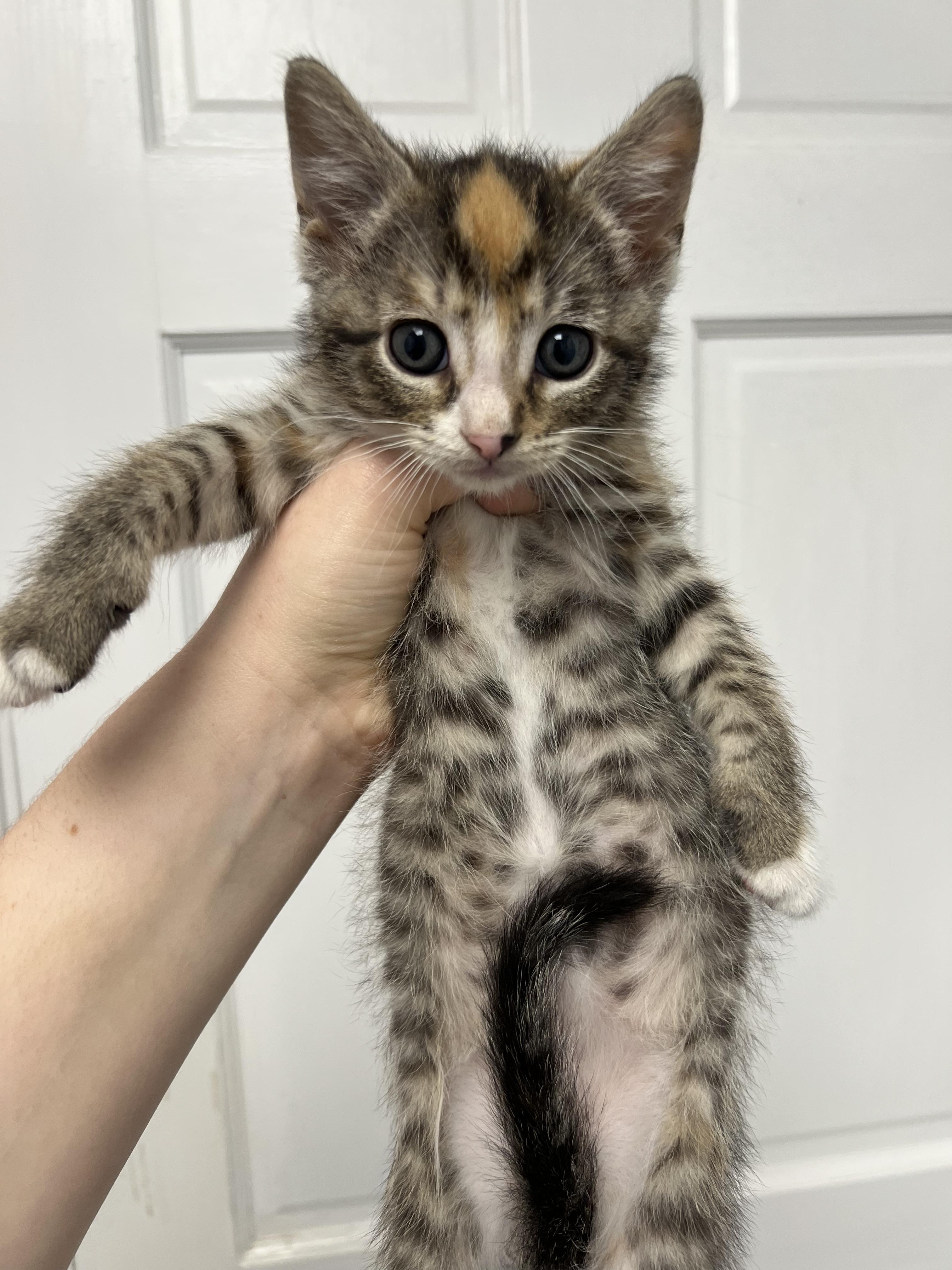 Cherry, ADOPTABLE, Young Female Domestic Short Hair.
