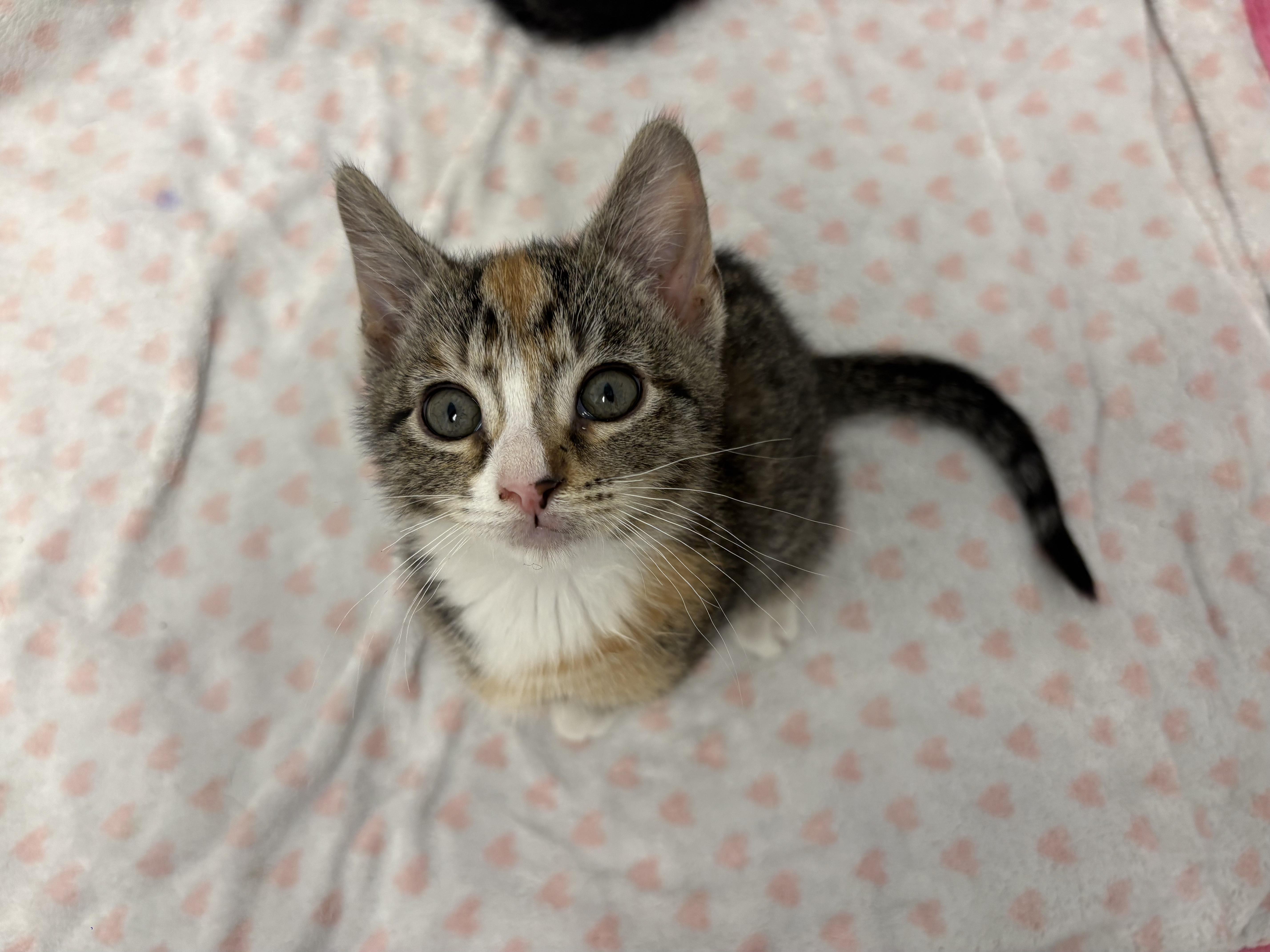 Cherry, Adoptable, Young Female Domestic Short Hair.