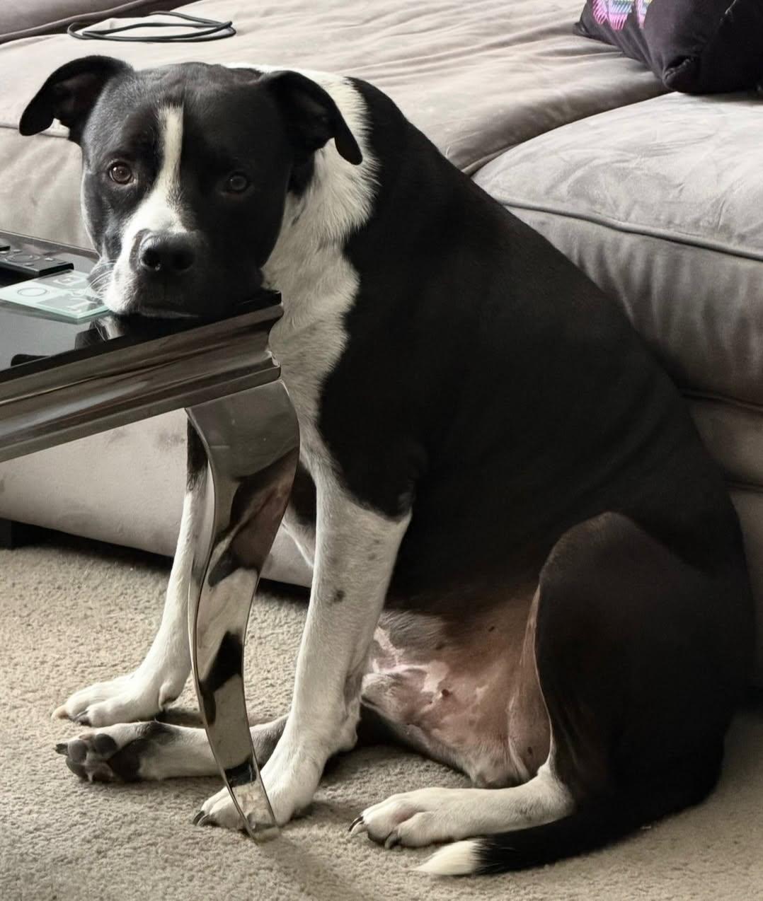 Nipsey — thumbnail 2