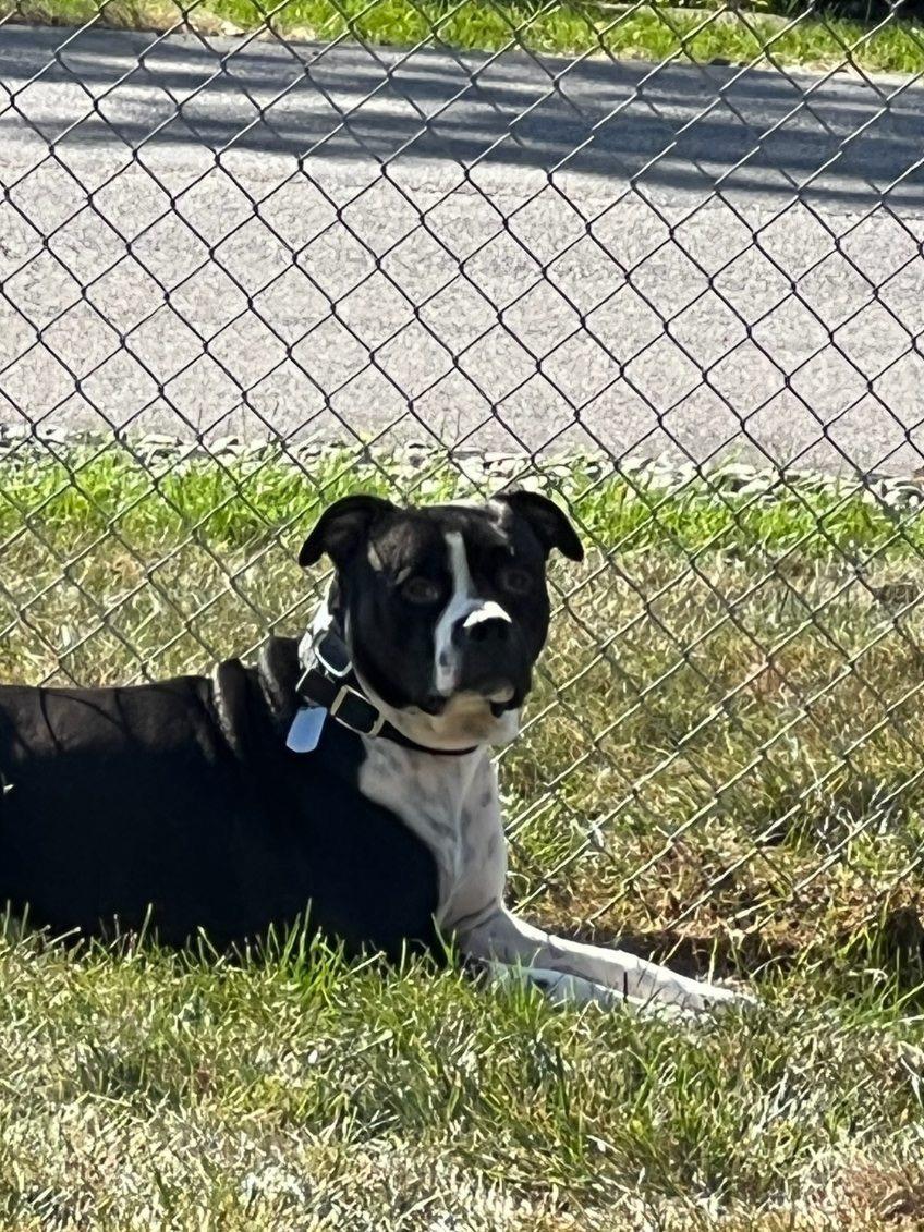 Nipsey — thumbnail 3