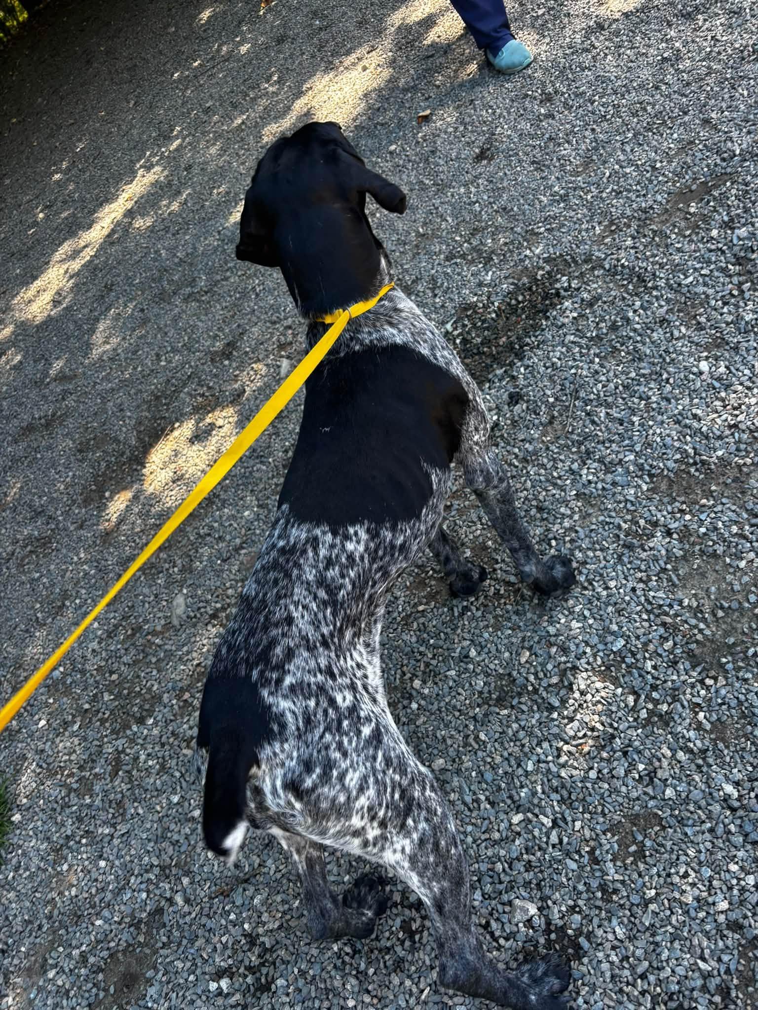 Enlarge Letti, a Adoptable German Shorthaired Pointer in Tewksbury, MA image 2/2