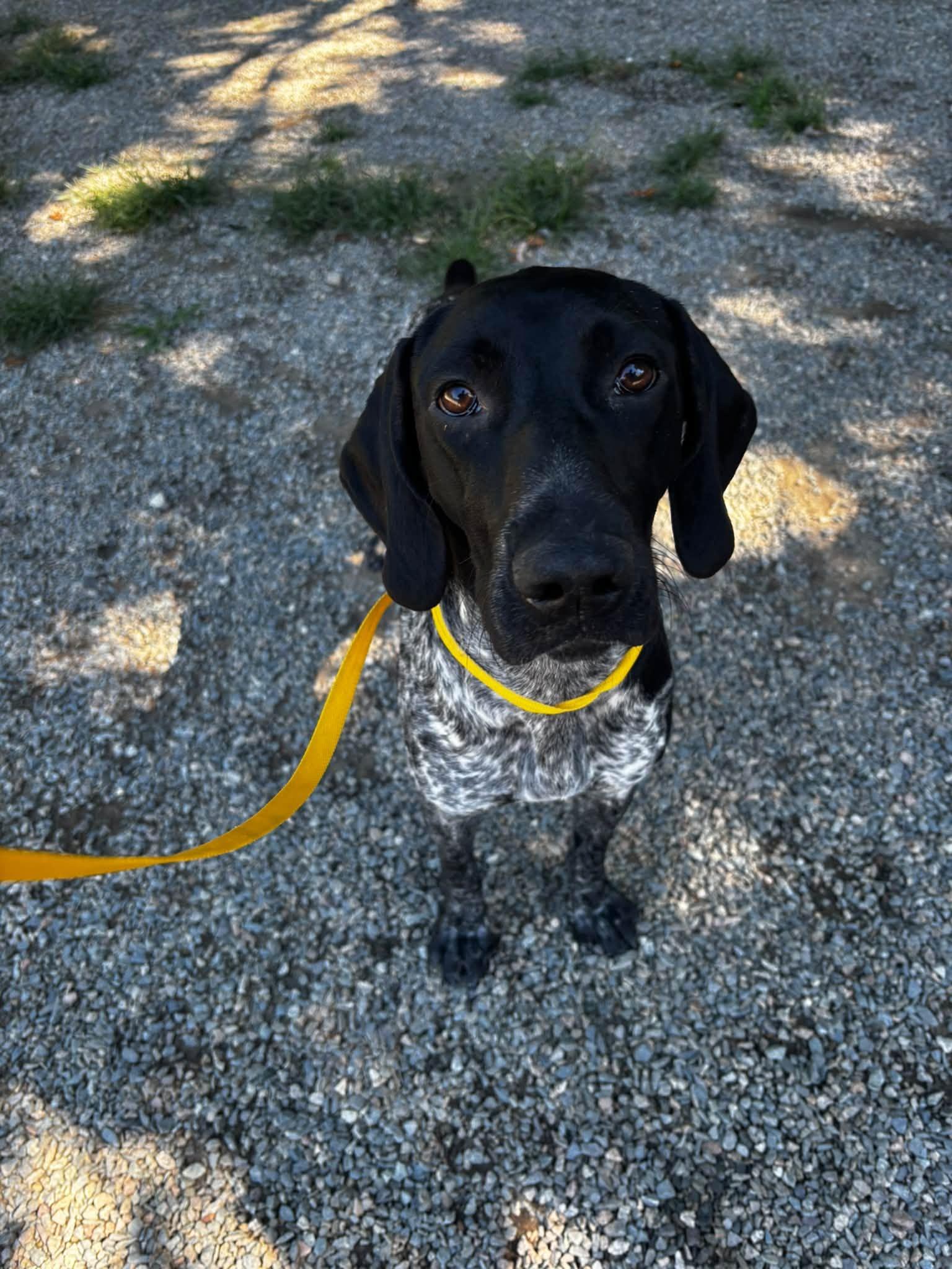 Enlarge Letti, a Adoptable German Shorthaired Pointer in Tewksbury, MA image 1/2