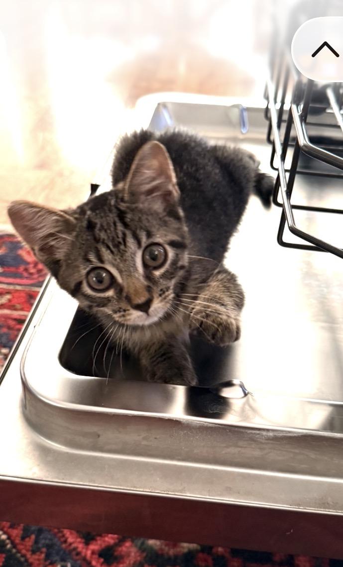 Enlarge Kira & Rudi, a Adoptable American Shorthair in San Diego, CA image 1/3