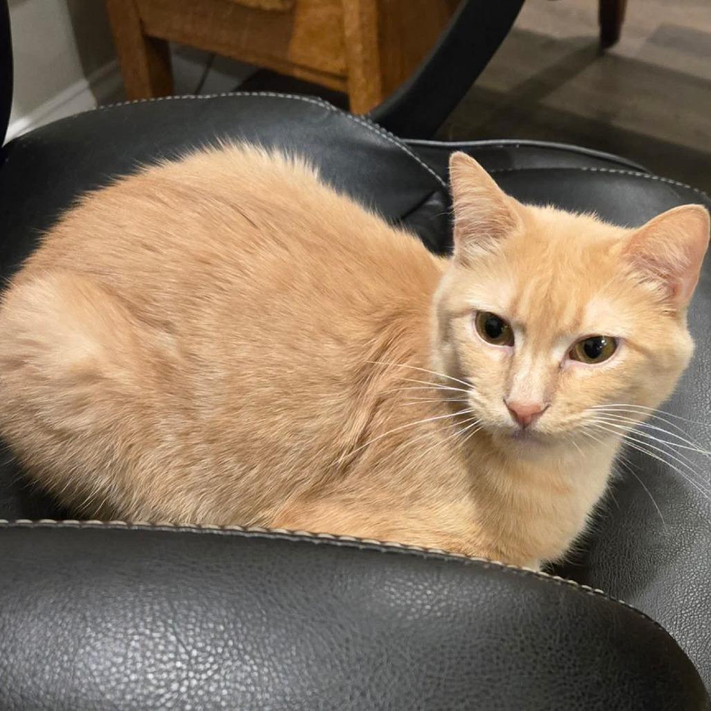 Buffy, Adoptable, Senior Female Domestic Short Hair.
