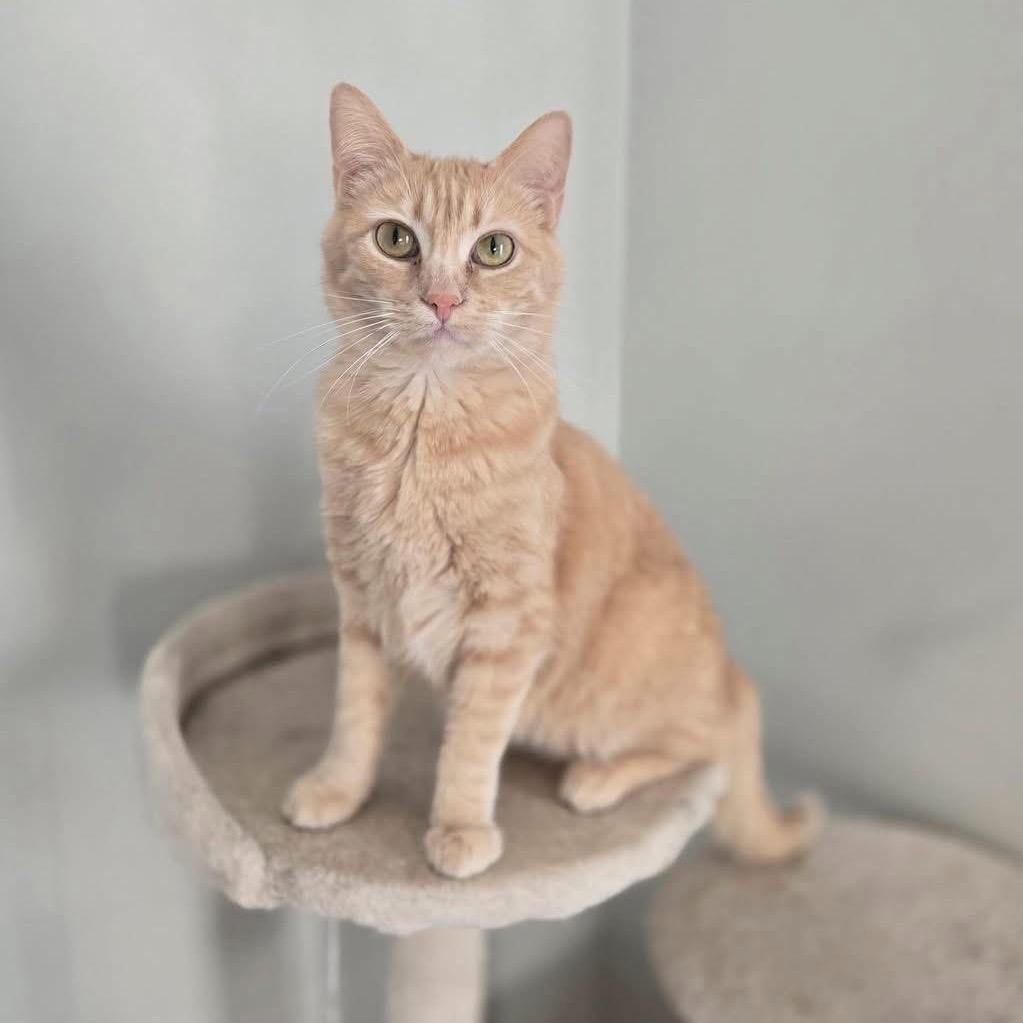 Buffy, a Adoptable Domestic Short Hair in Union, MO image 2/2