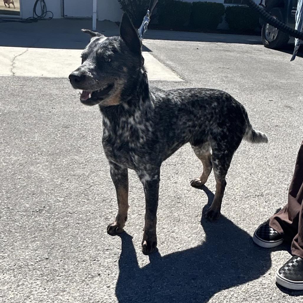 Enlarge Blaze, a Adoptable Australian Cattle Dog / Blue Heeler in Bronson, FL image 1/2