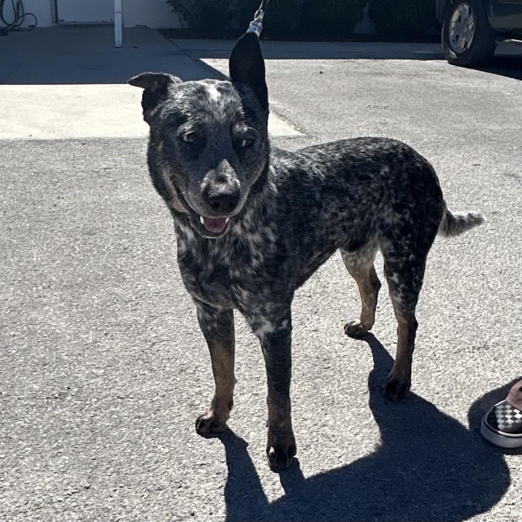 Enlarge Blaze, a Adoptable Australian Cattle Dog / Blue Heeler in Bronson, FL image 2/2