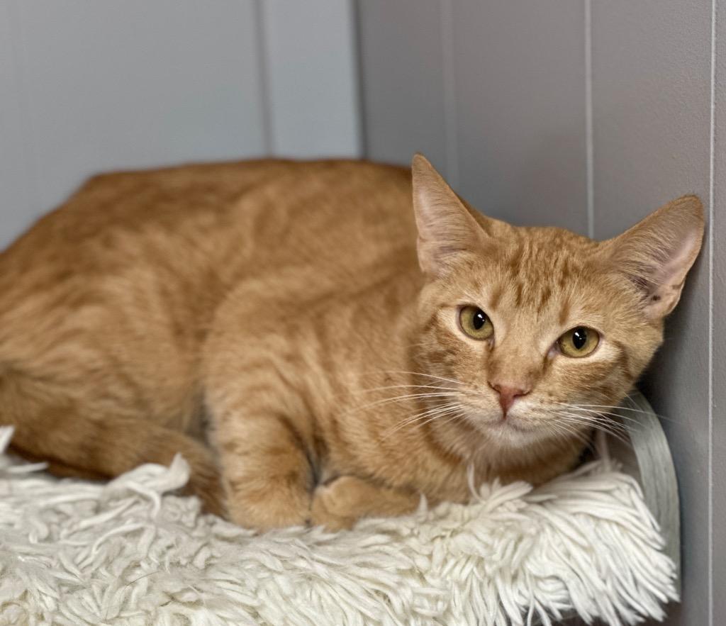 Chirp, Adoptable, Young Female Domestic Short Hair.