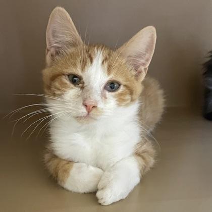 Nacho, ADOPTABLE, Young Male Domestic Short Hair.