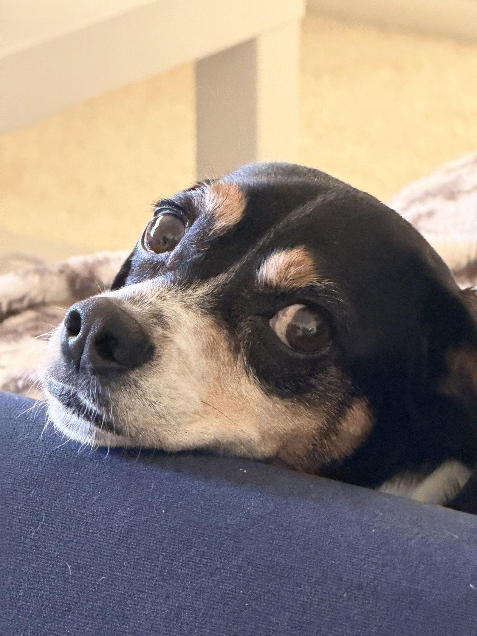 Jeepers, Adoptable, Adult Male Beagle.