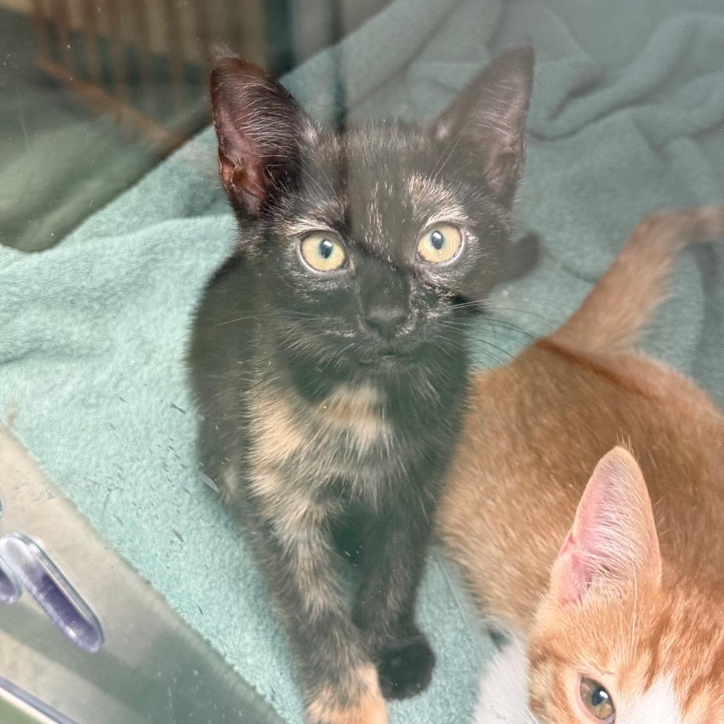 Brandy, a Adoptable Domestic Short Hair in New Fairfield, CT image 1/6