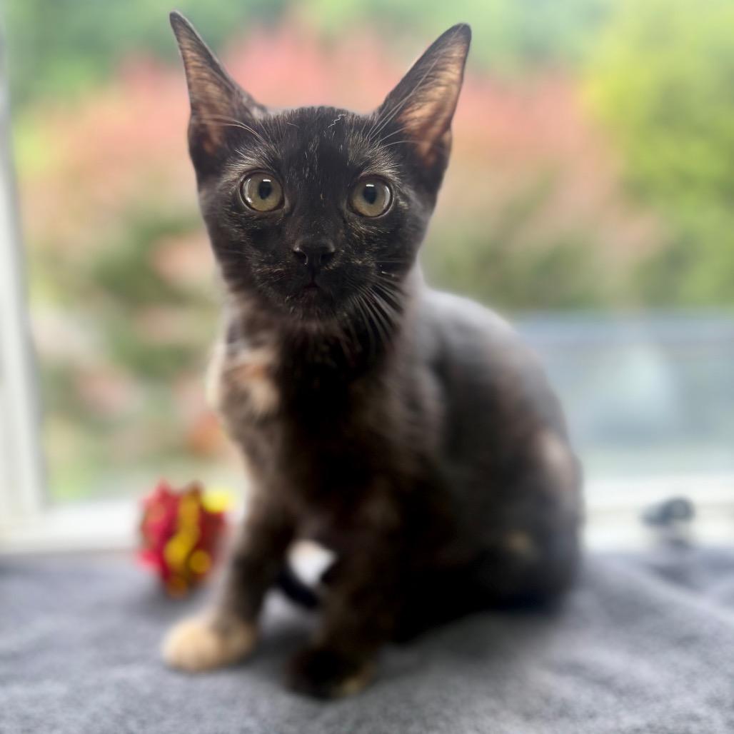 Brandy, a Adoptable Domestic Short Hair in New Fairfield, CT image 2/6