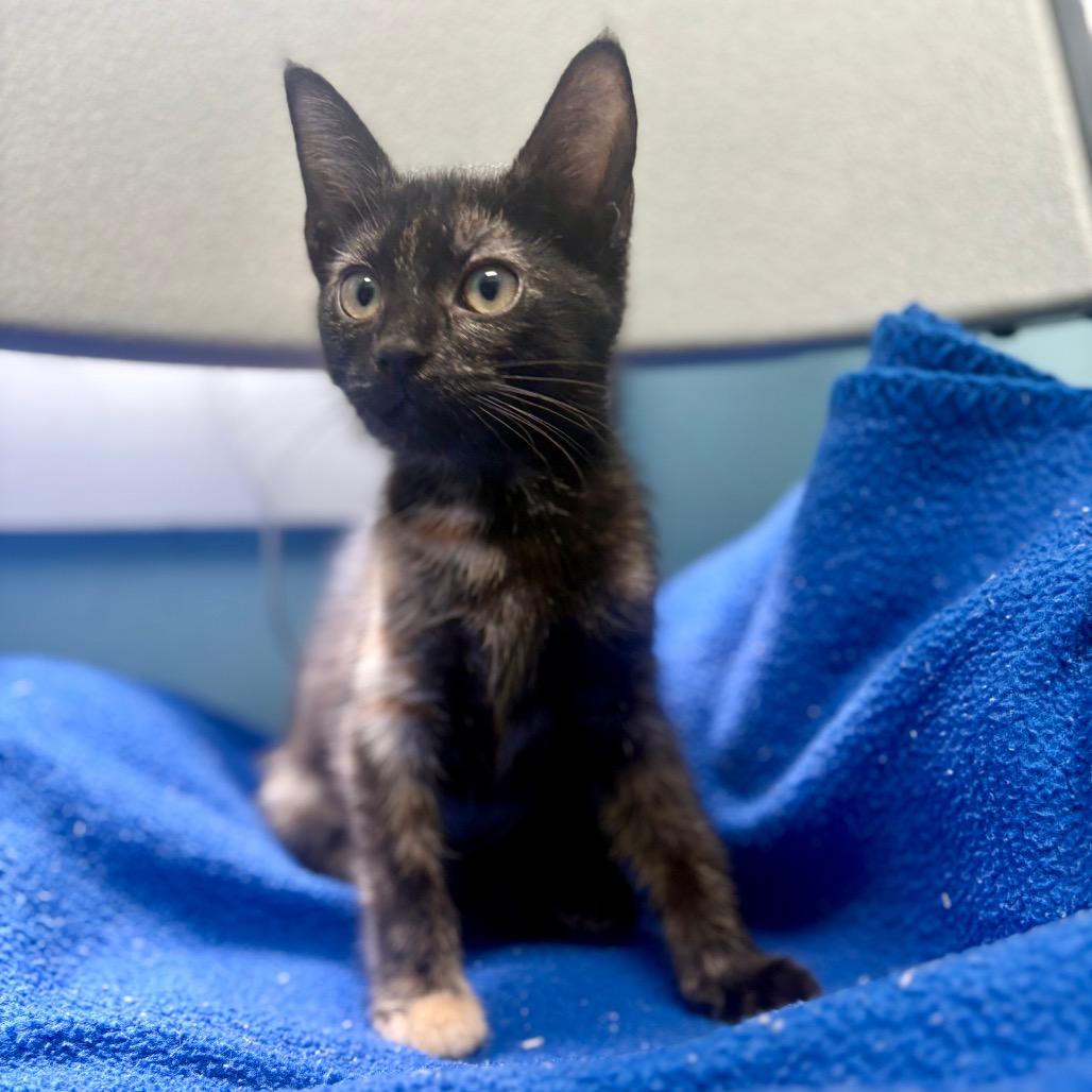Brandy, a Adoptable Domestic Short Hair in New Fairfield, CT image 3/6