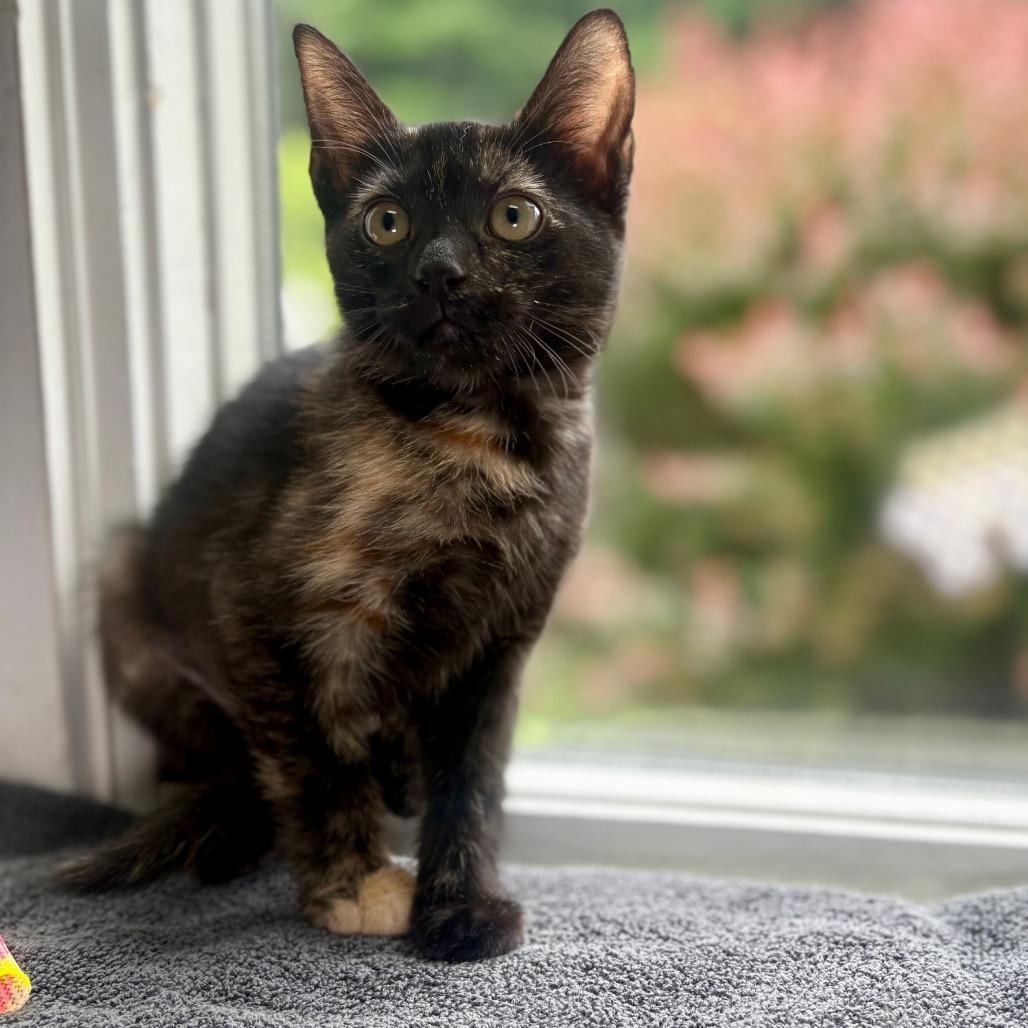 Brandy, a Adoptable Domestic Short Hair in New Fairfield, CT image 4/6