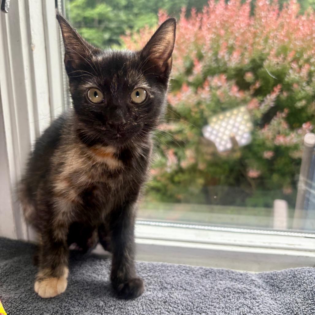 Brandy, a Adoptable Domestic Short Hair in New Fairfield, CT image 5/6