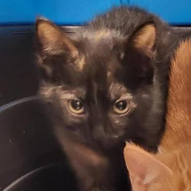 Brandy, a Adoptable Domestic Short Hair in New Fairfield, CT image 6/6