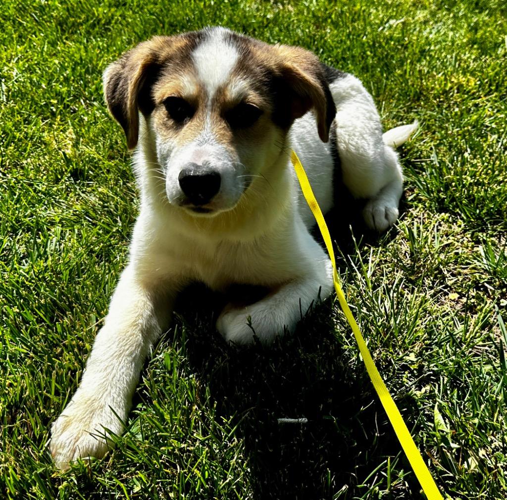 Enlarge Chomper, a Adoptable mixed breed in Burnsville, NC image 1/5