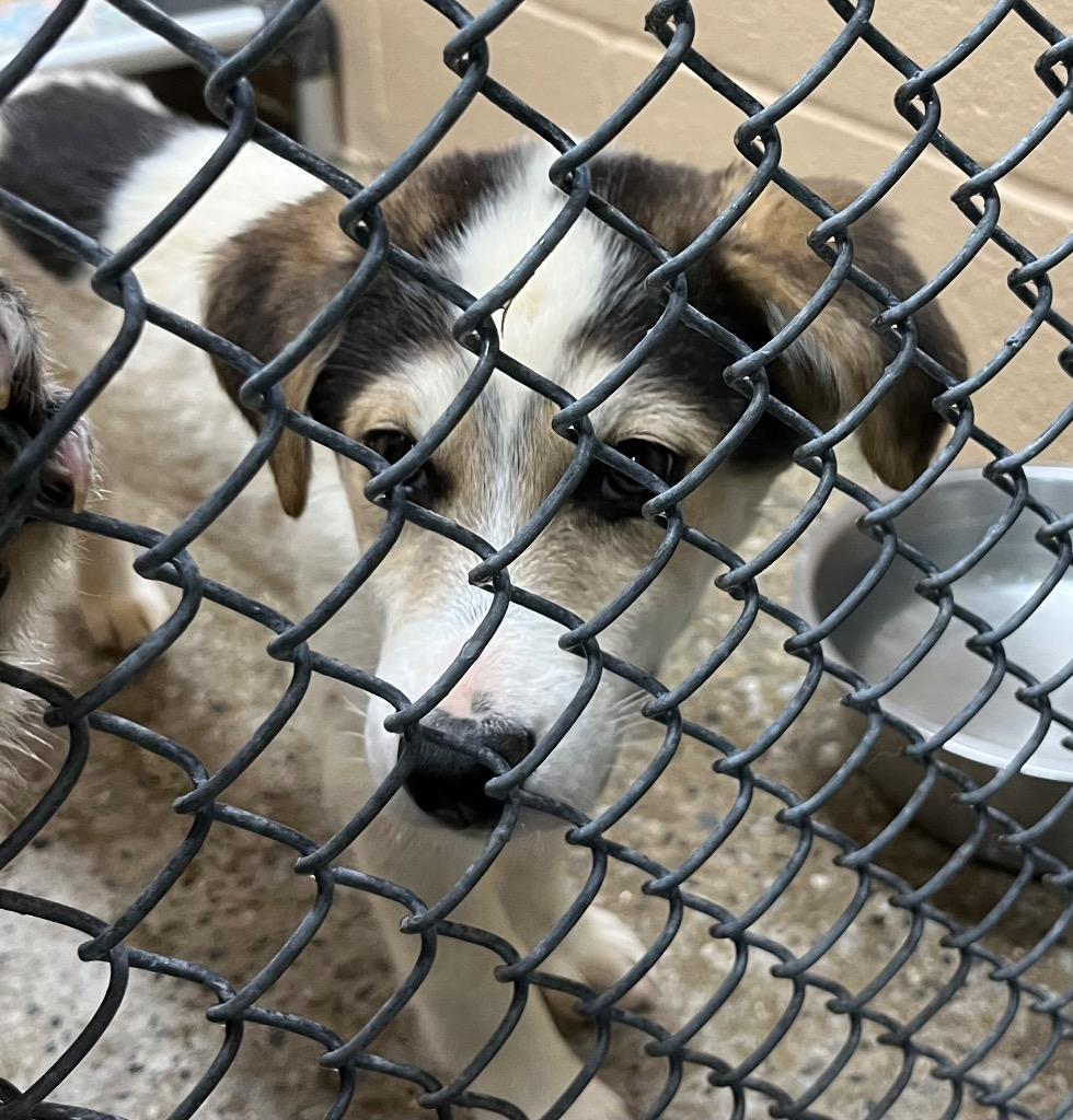 Enlarge Chomper, a Adoptable mixed breed in Burnsville, NC image 2/5