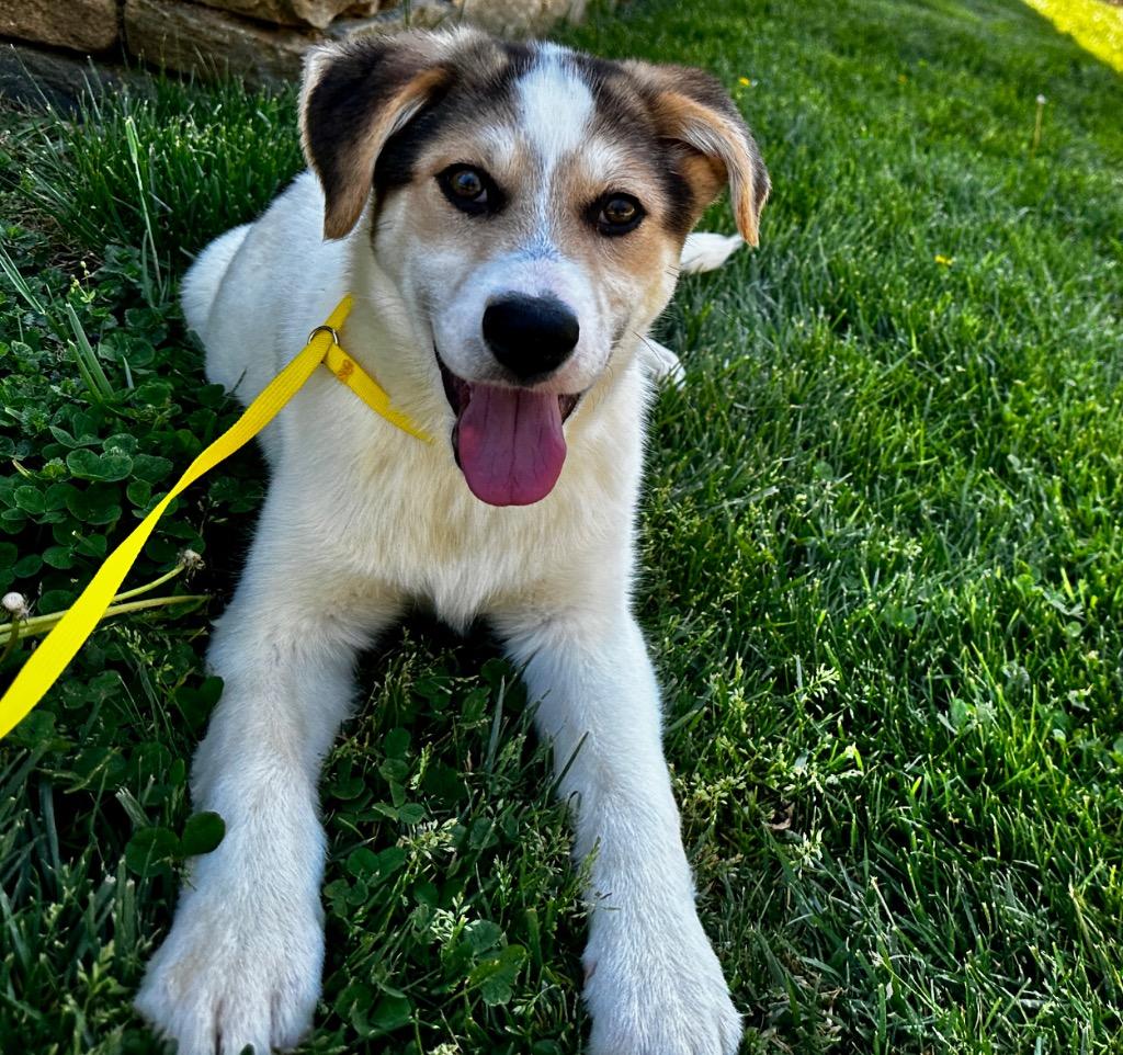 Enlarge Chomper, a Adoptable mixed breed in Burnsville, NC image 3/5
