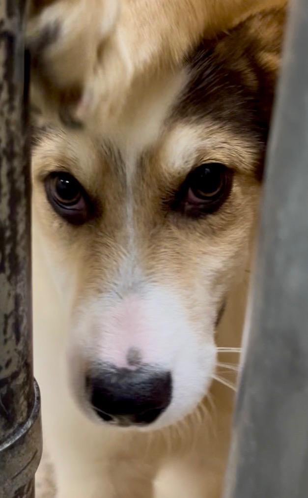 Enlarge Chomper, a Adoptable mixed breed in Burnsville, NC image 4/5
