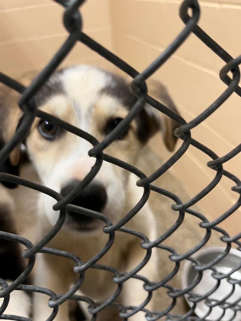 Enlarge Chomper, a Adoptable mixed breed in Burnsville, NC image 5/5