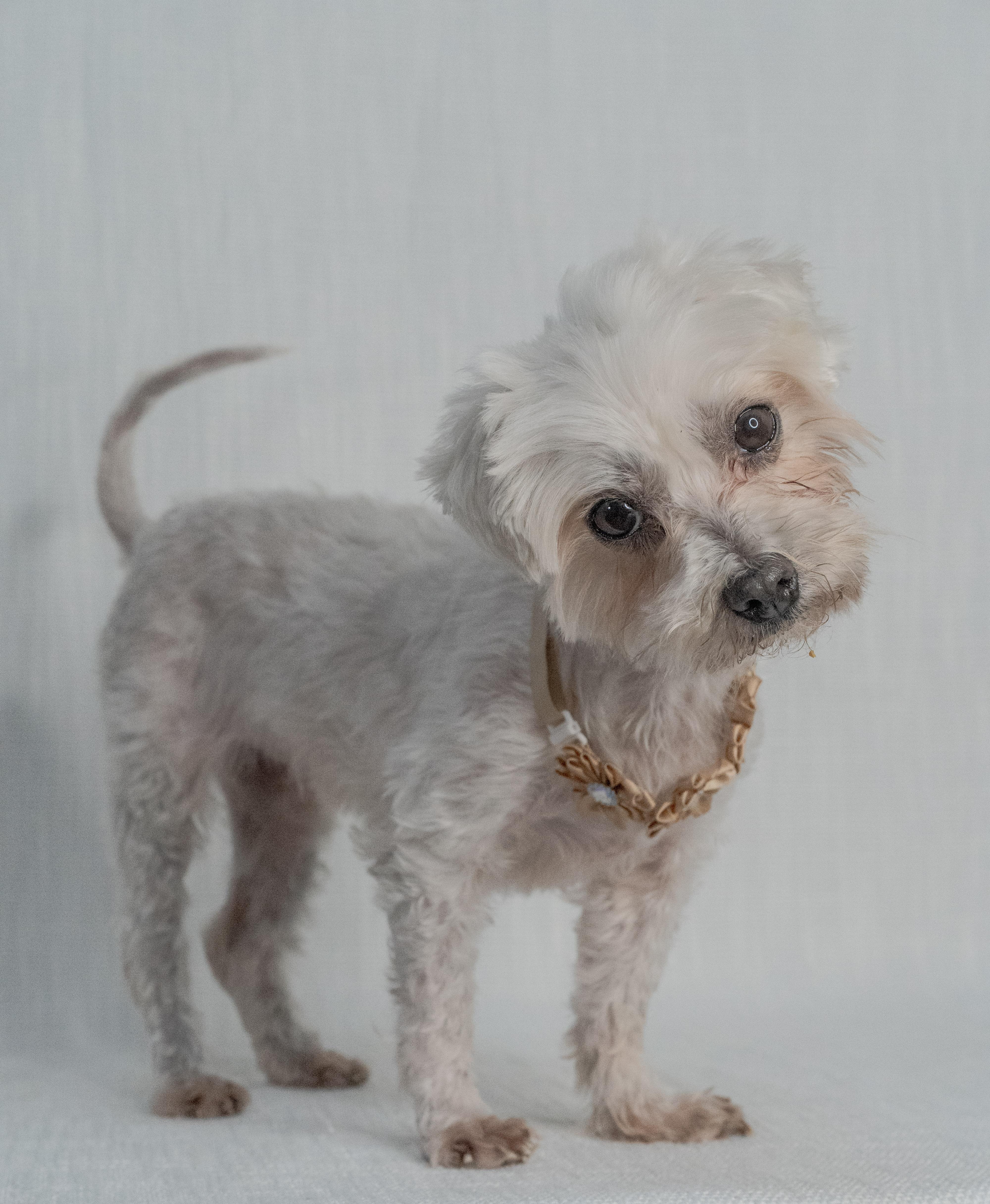 Evie, an adopted mixed breed in Miramar, FL image 1/3