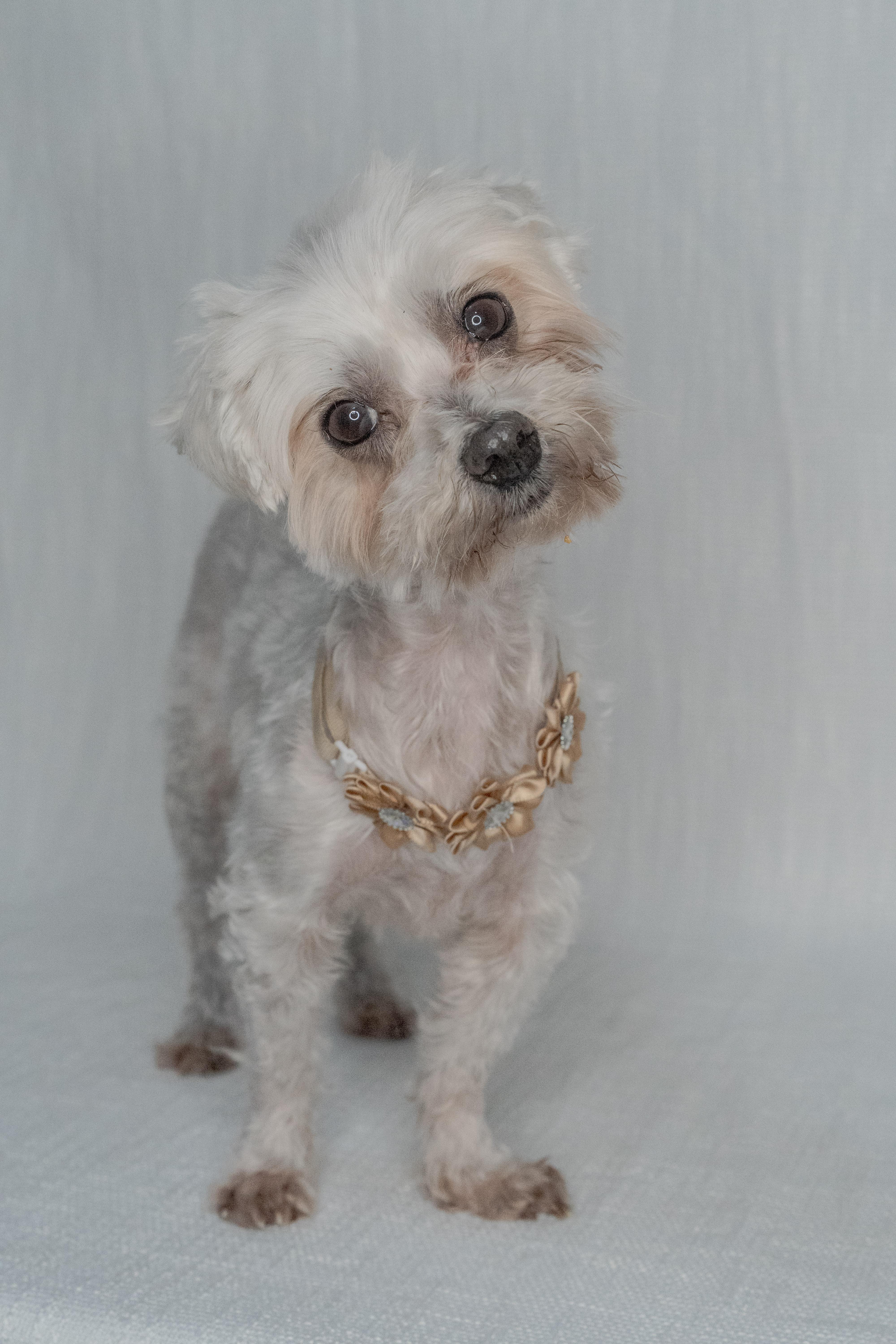 Evie, an adopted mixed breed in Miramar, FL image 2/3