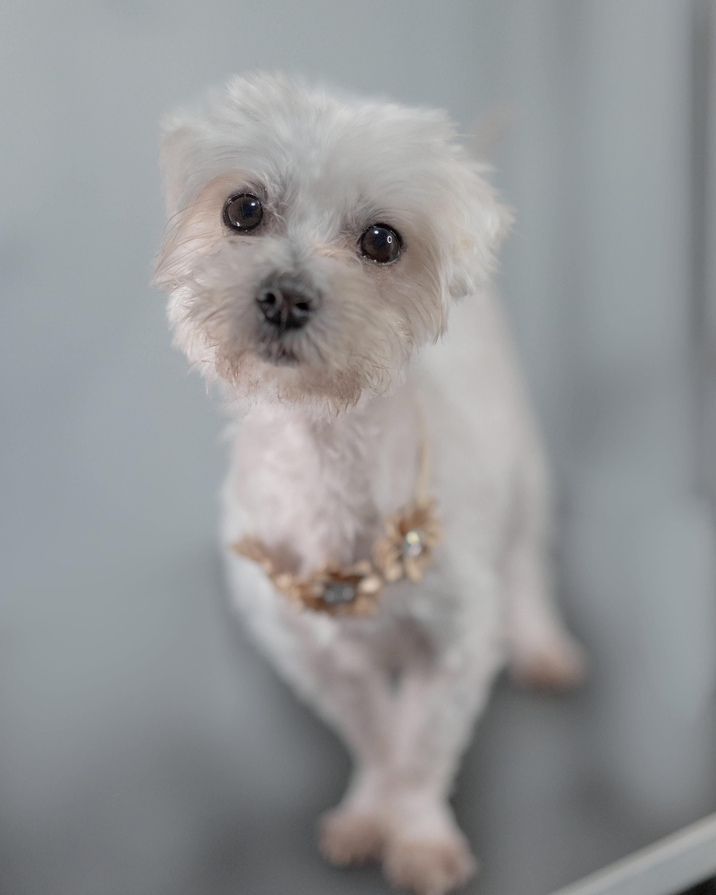 Evie, an adopted mixed breed in Miramar, FL image 3/3