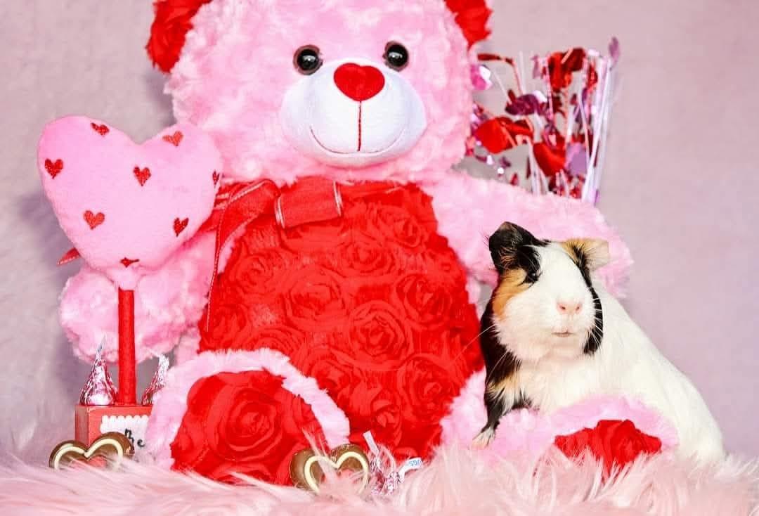 Capy & Paisley
