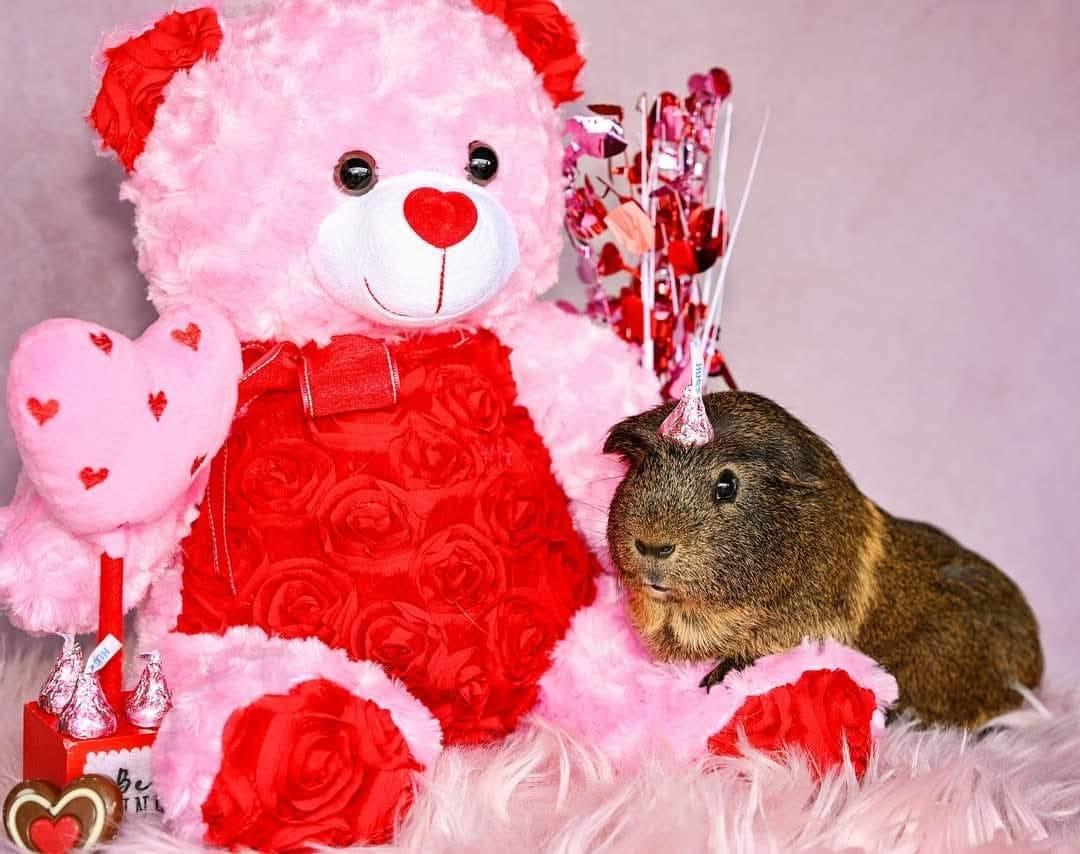Capy & Paisley photo 2
