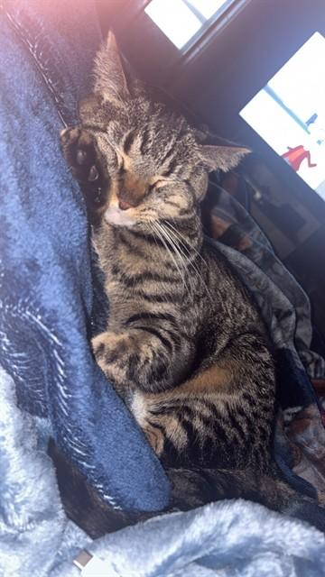 Enlarge DHARMA, a Adoptable Domestic Short Hair in Ogden, UT image 1/1