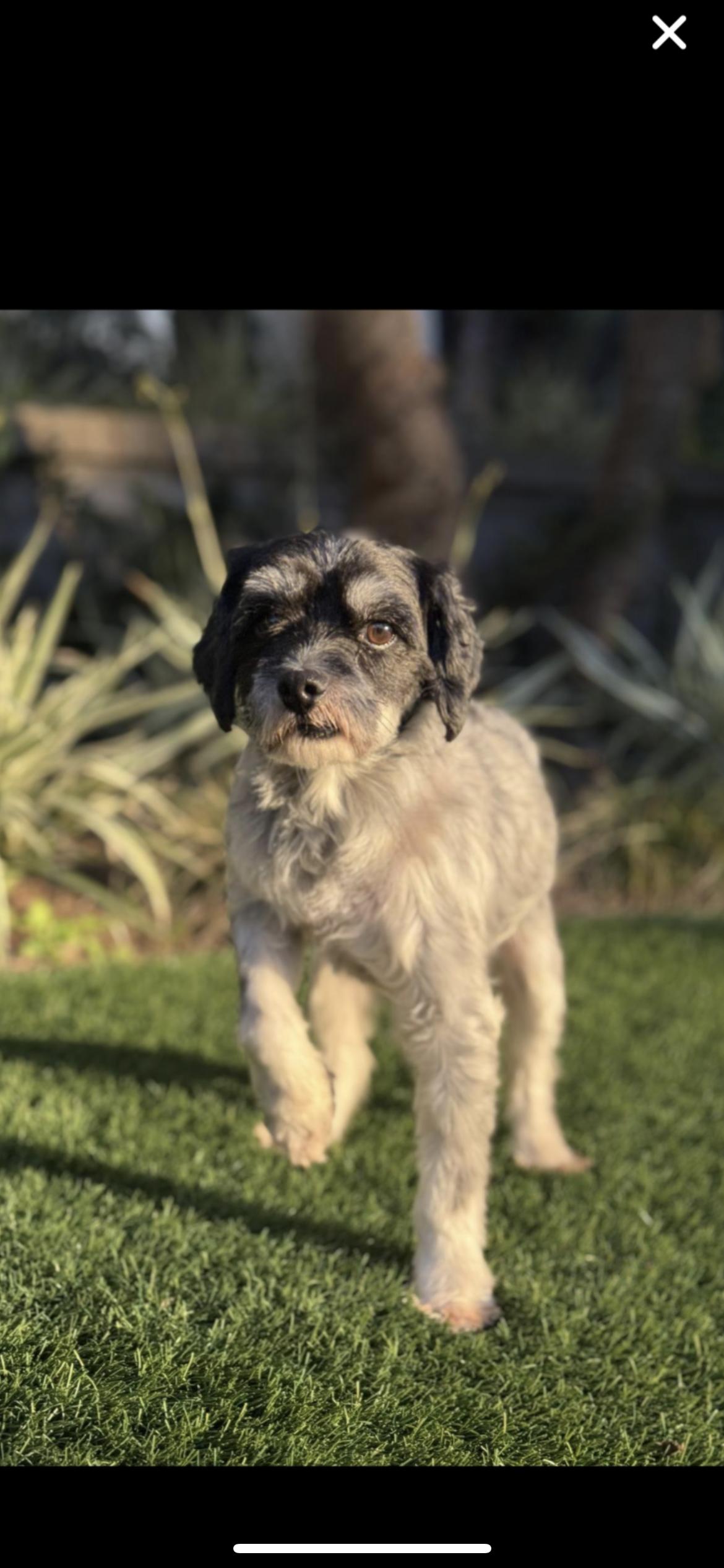 Enlarge Wizard, a Adoptable mixed breed in Hamden, CT image 4/6