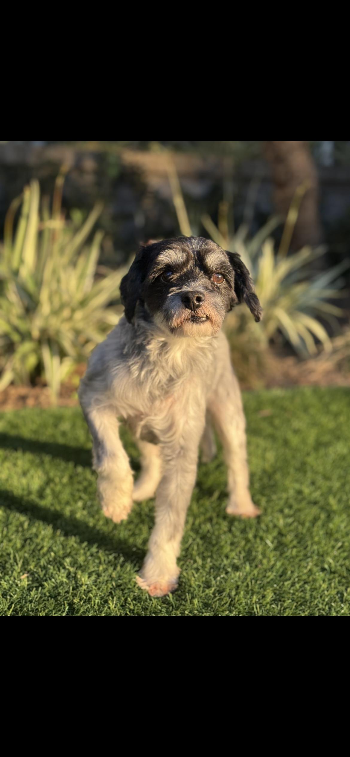 Enlarge Wizard, a Adoptable mixed breed in Hamden, CT image 2/6