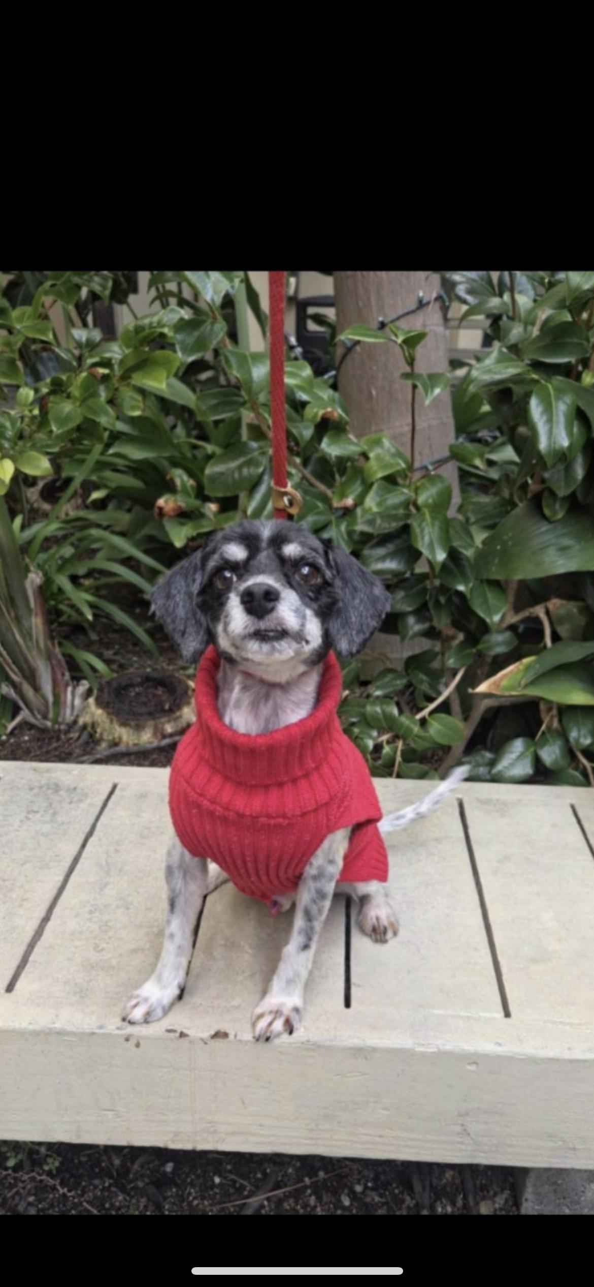 Enlarge Wizard, a Adoptable mixed breed in Hamden, CT image 6/6