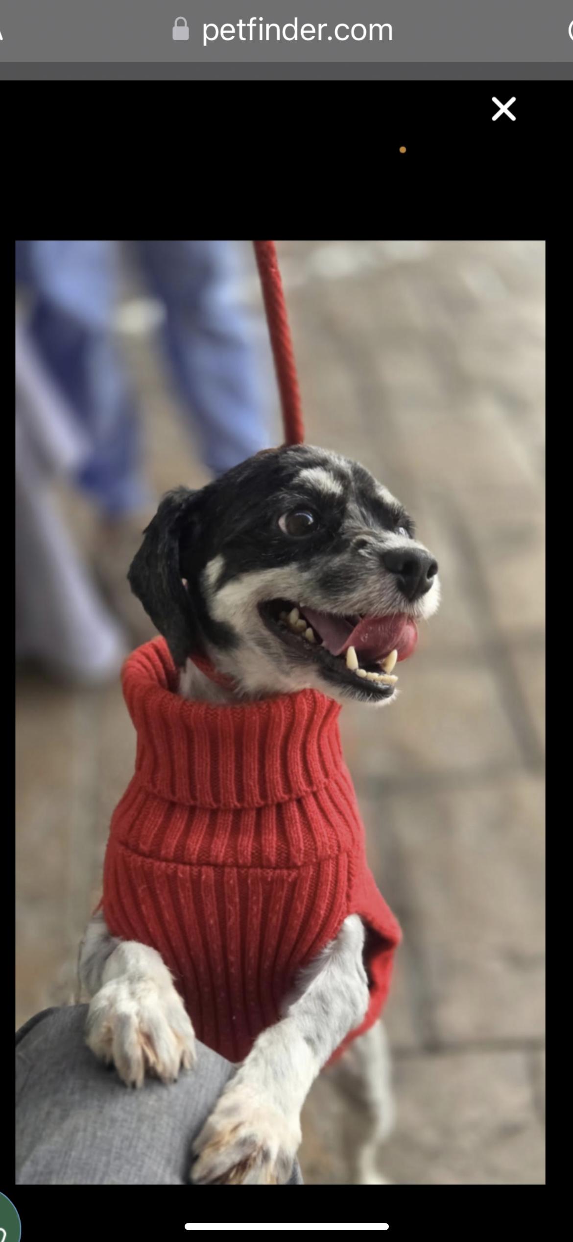 Enlarge Wizard, a Adoptable mixed breed in Hamden, CT image 5/6