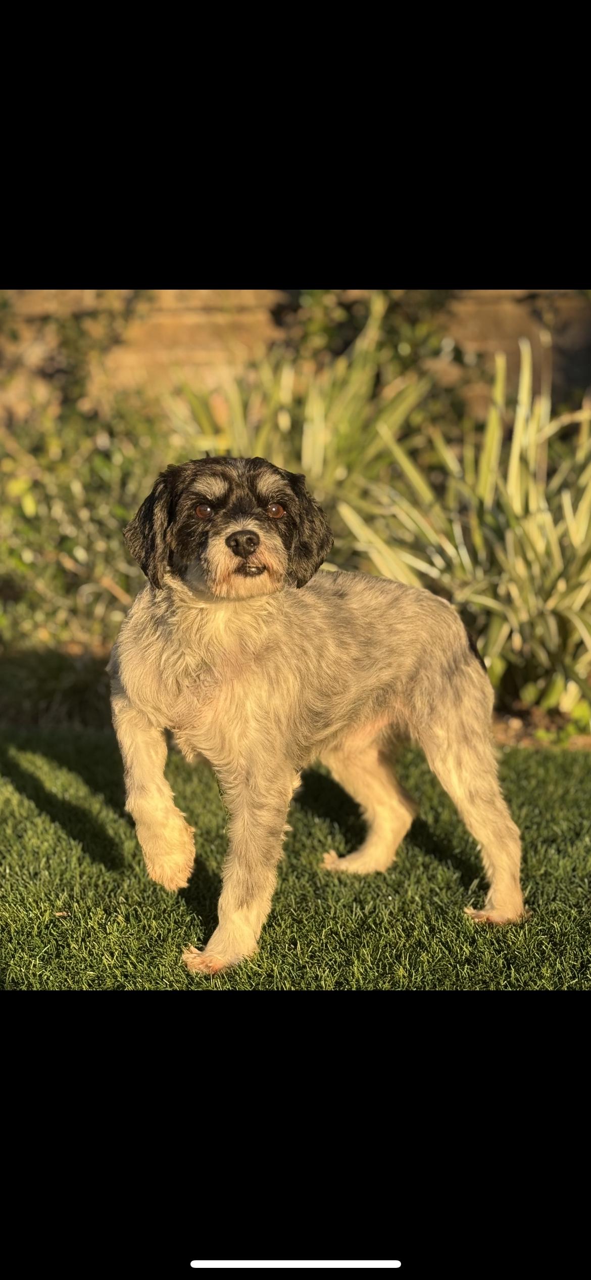 Enlarge Wizard, a Adoptable mixed breed in Hamden, CT image 1/6