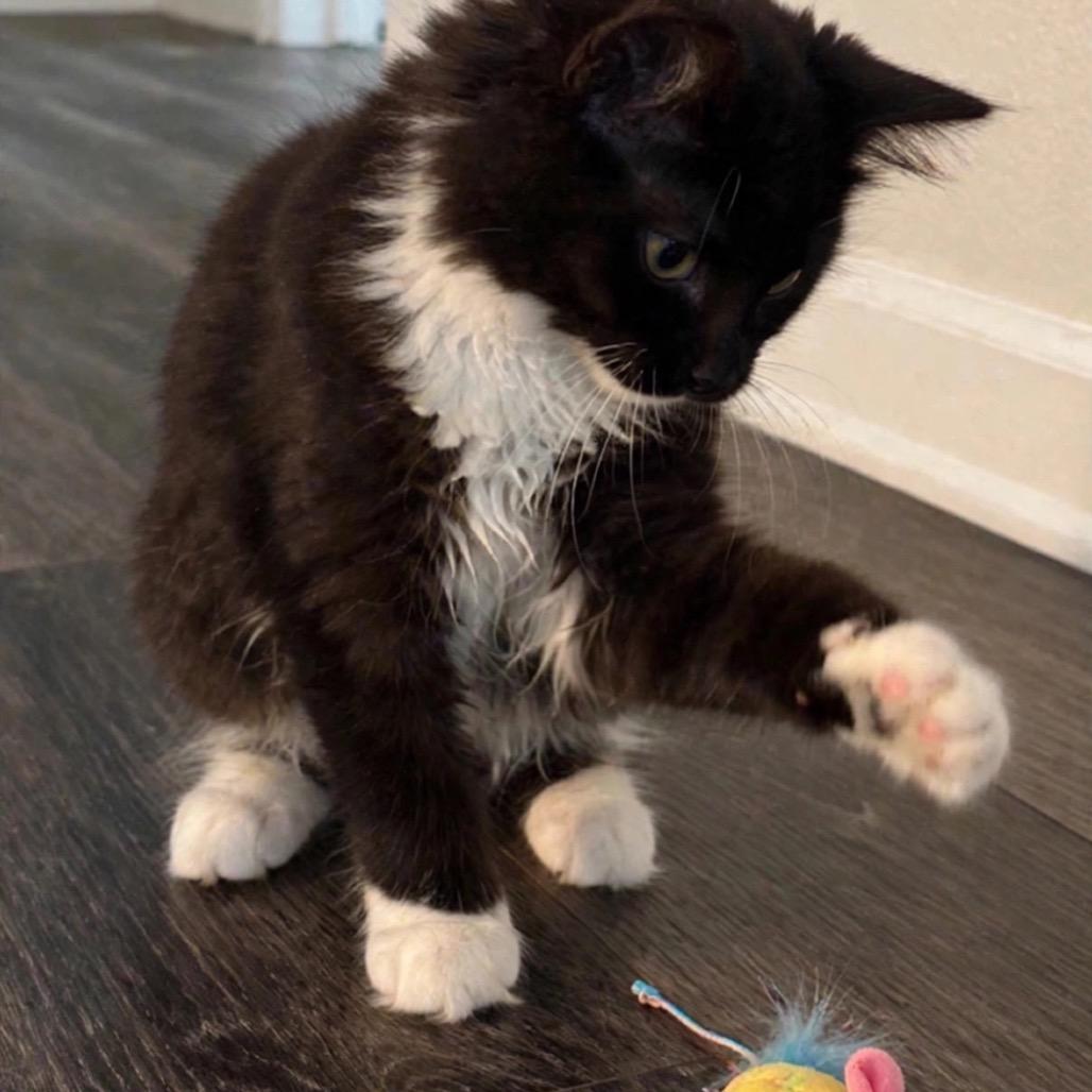 Enlarge Maggie, a Adoptable Domestic Long Hair in Cathlamet, WA image 2/3