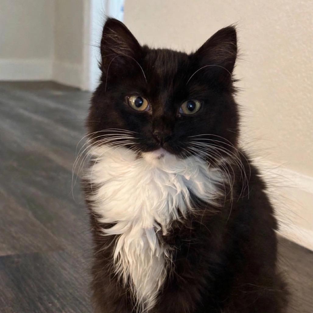 Maggie, Adoptable, Kitten Female Domestic Long Hair.