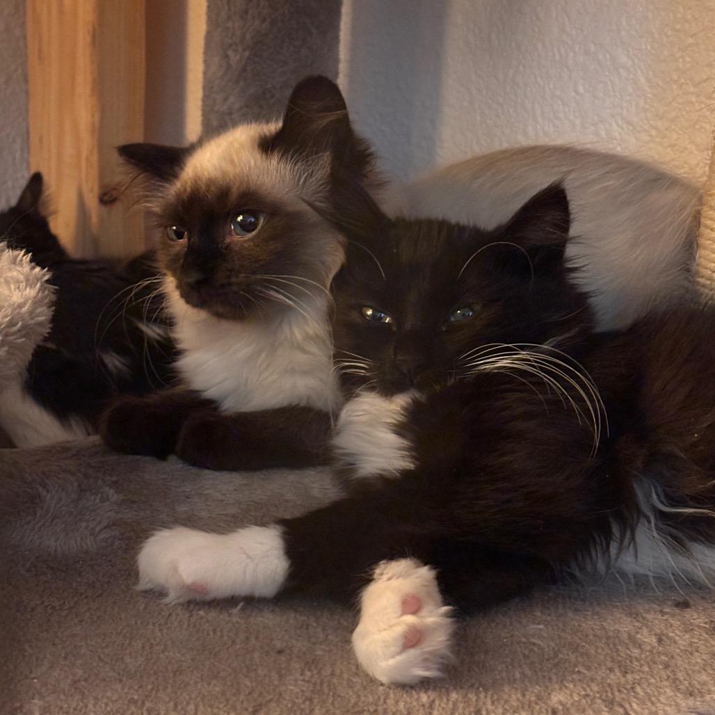 Enlarge Maggie, a Adoptable Domestic Long Hair in Cathlamet, WA image 3/3