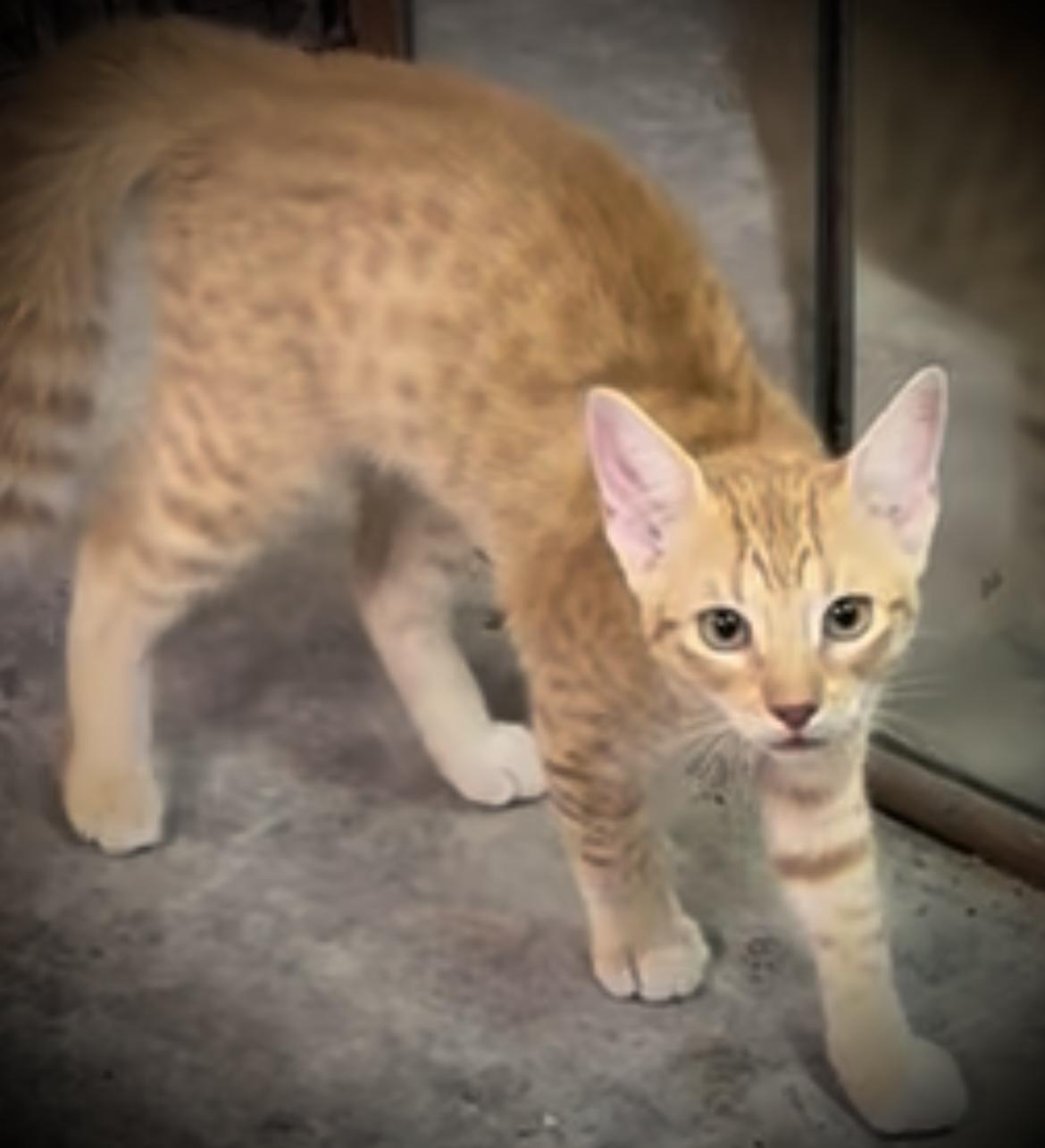 Joey, Adoptable, Kitten Male Domestic Short Hair & Tabby.