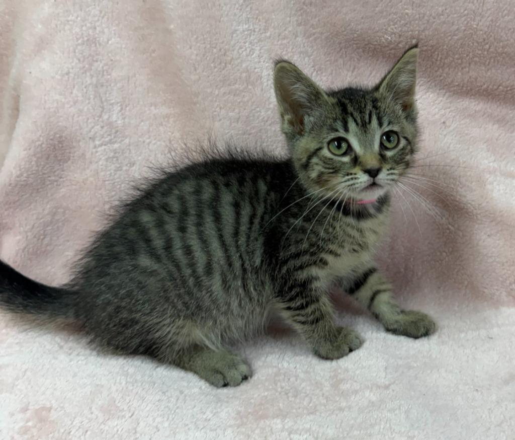 Aria, Adoptable, Kitten Female Domestic Short Hair.