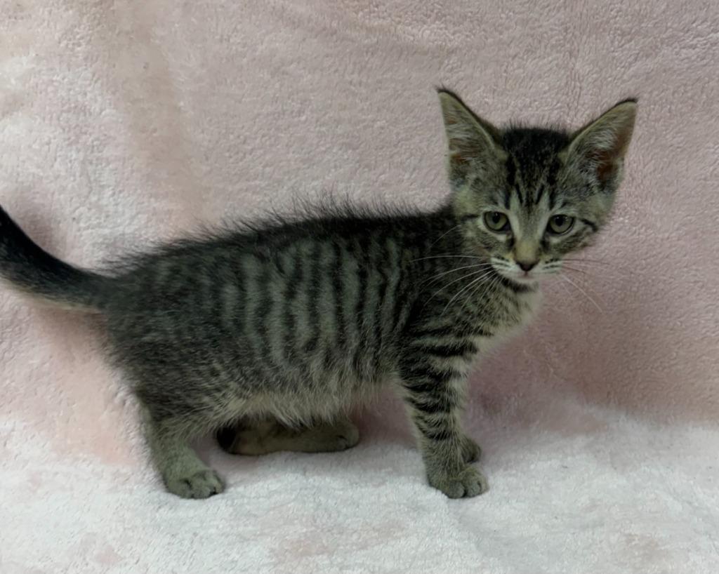 Enlarge Aria, a Adoptable mixed breed in Lagrange, IN image 2/4
