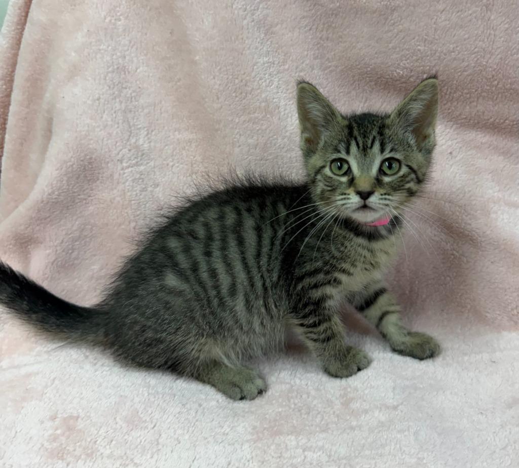 Enlarge Aria, a Adoptable mixed breed in Lagrange, IN image 3/4