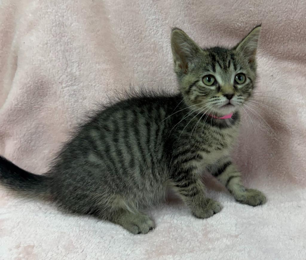 Enlarge Aria, a Adoptable mixed breed in Lagrange, IN image 4/4