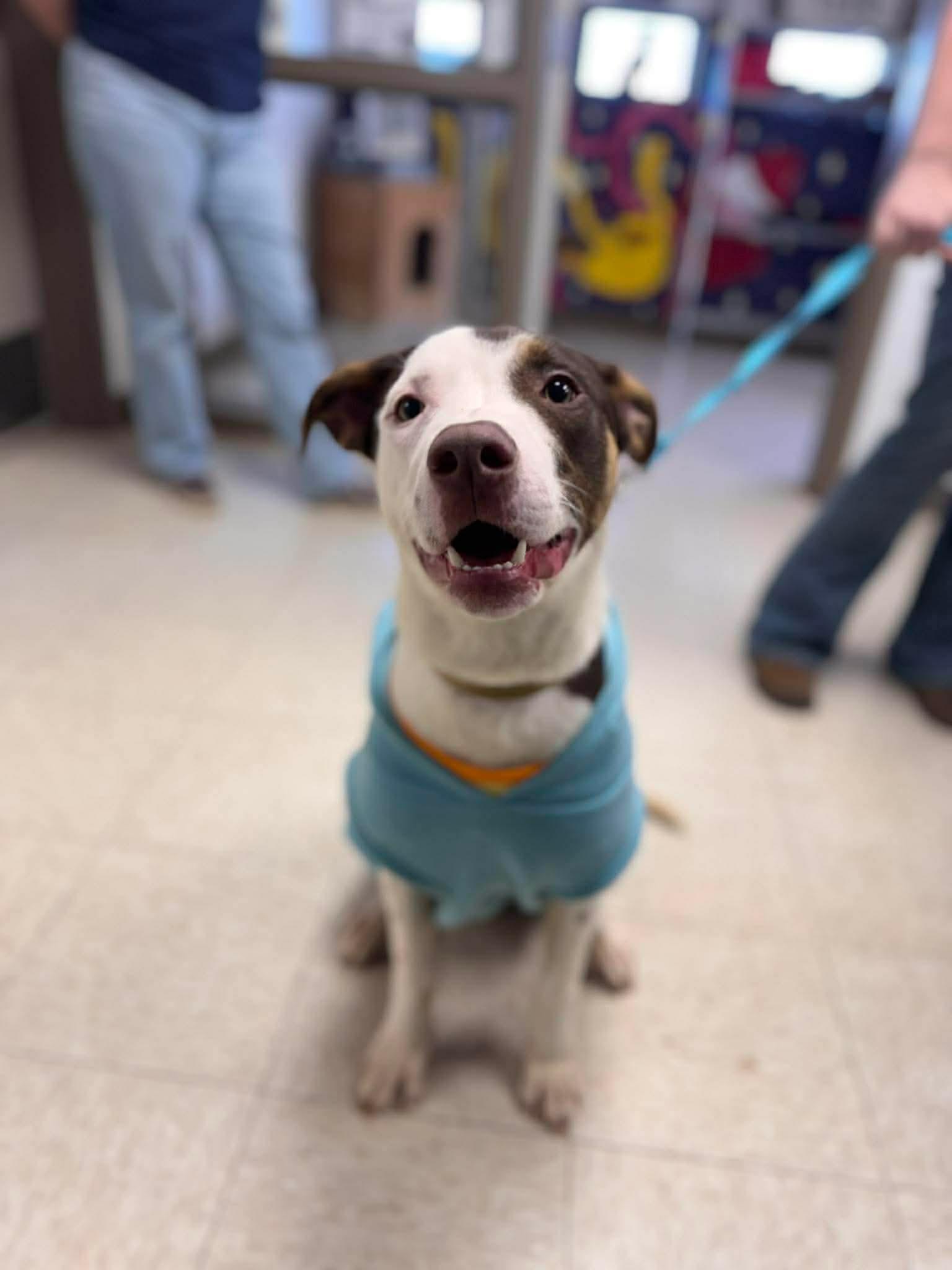 Enlarge Brownie , a ADOPTABLE Mixed Breed in Chickasha, OK image 1/3