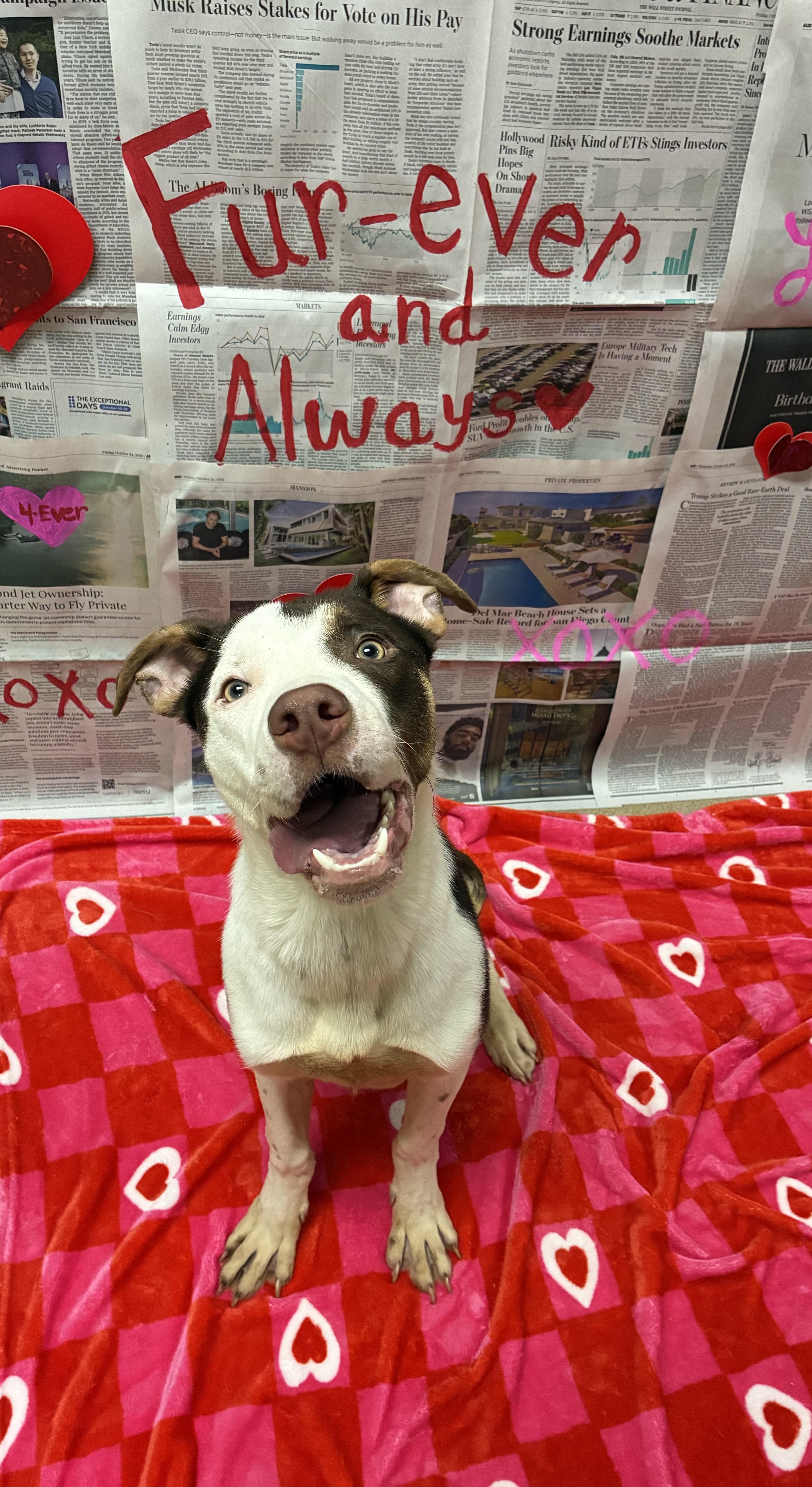Enlarge Brownie , a ADOPTABLE Mixed Breed in Chickasha, OK image 1/2