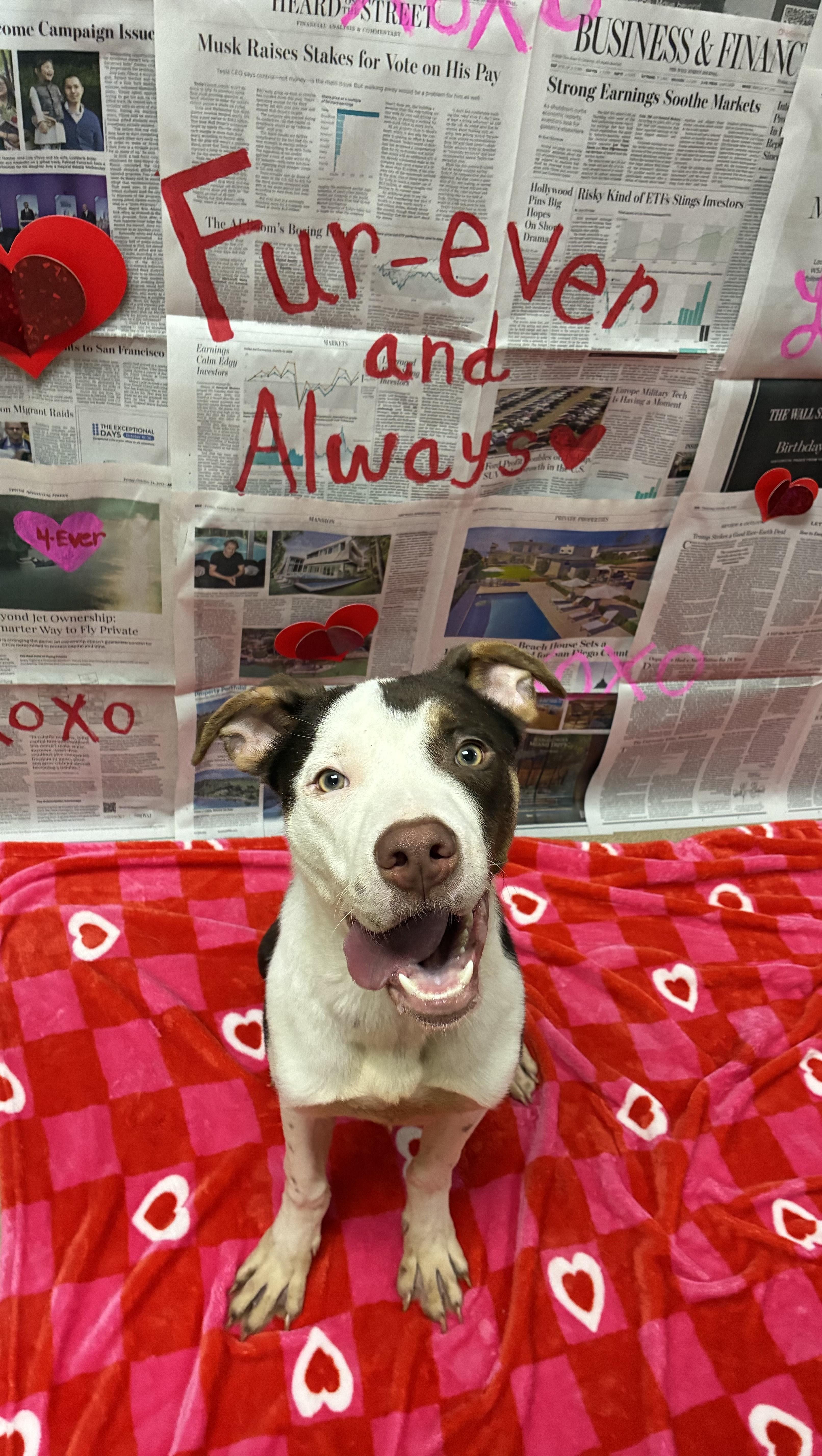 Enlarge Brownie , a ADOPTABLE Mixed Breed in Chickasha, OK image 2/2