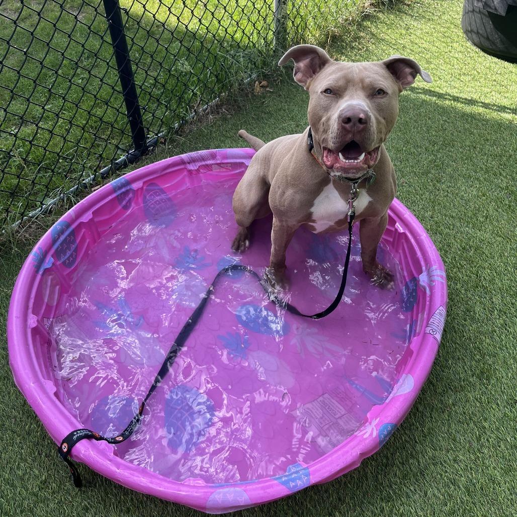 Drako, Adoptable, Young Male Mixed Breed.